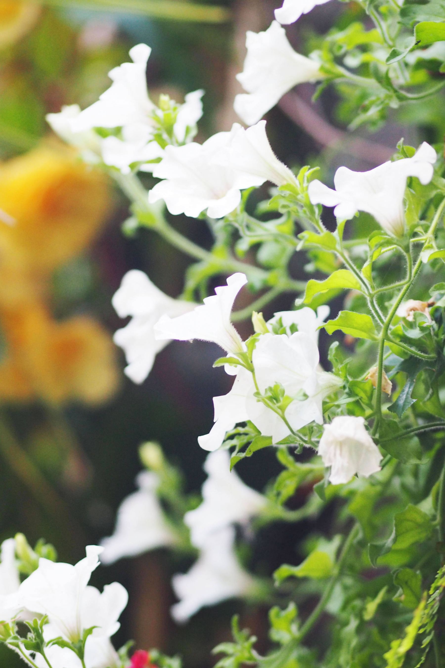 flowers