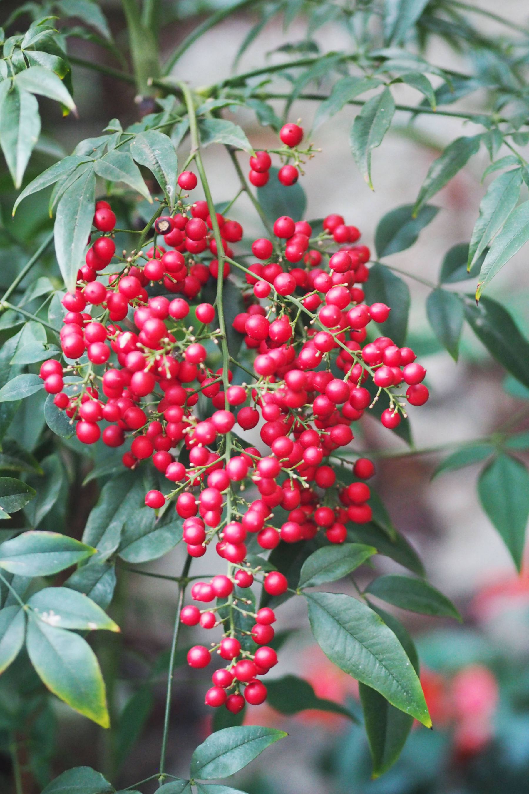 berries in london