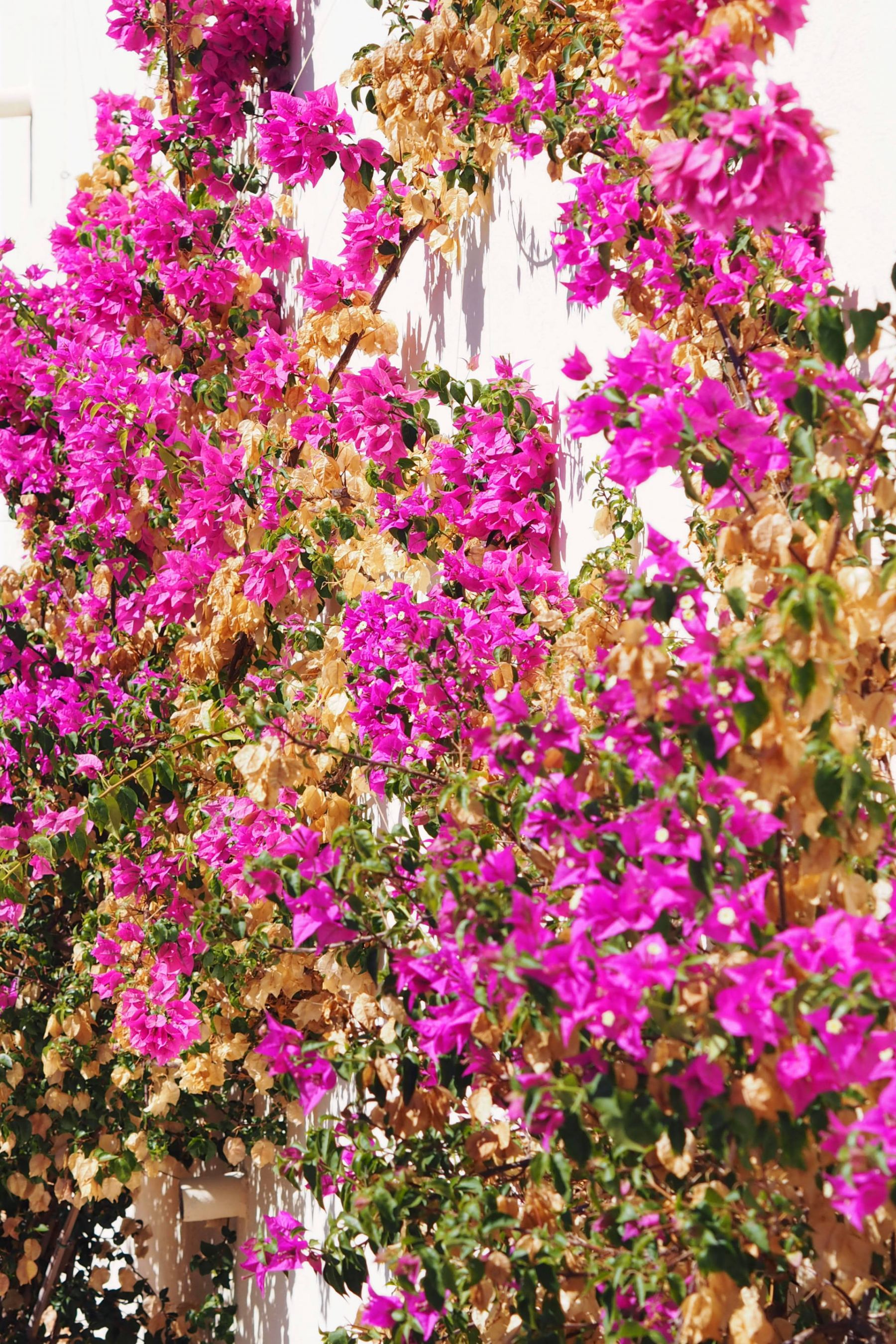 pink flowers