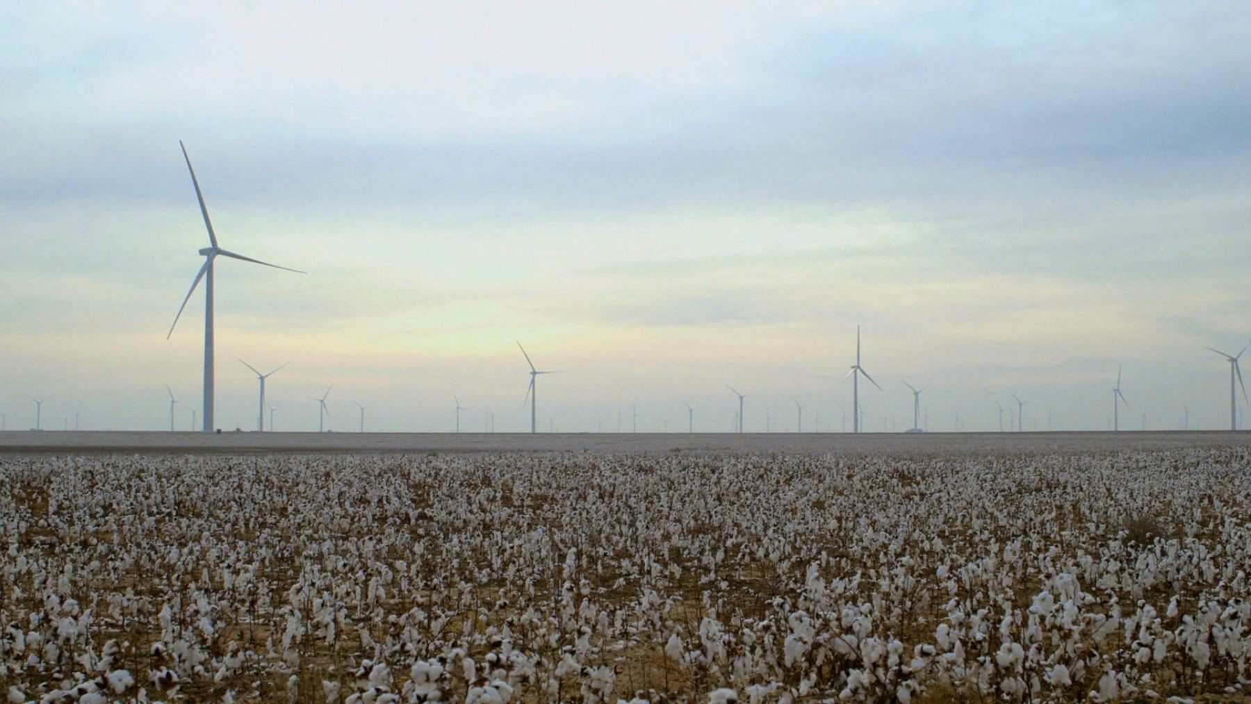 cotton farming