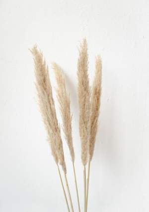 Natural Pampas Grass